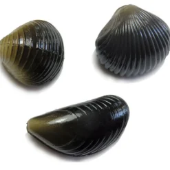 Behr Karper Imitatie Mossels