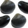 Behr Trendex Mini Carp Shells, 6 stuks!