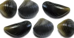 Behr Trendex Mini Carp Shells, 6 stuks!