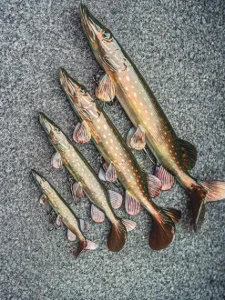 Fox Rage Ultra-Realistic Pike Replicant Swimbait 25cm (125g)