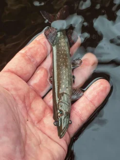 Fox Rage Ultra-Realistic Pike Replicant Swimbait 25cm (125g)