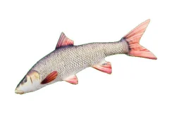 Gaby The Barbel Pillow