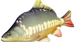 Gaby The Carp