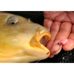 Korda Pop Up Maize (10pcs)