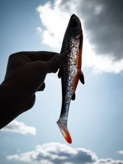 Savage Gear 3D Herring Shad 28cm (150g)