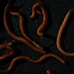 Tactic Carp Trigger Worms Natural Baits (30ml)