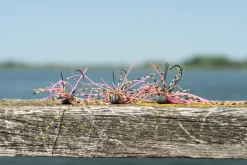 Ultimate Tungsten Micro Skirted Jig 5g